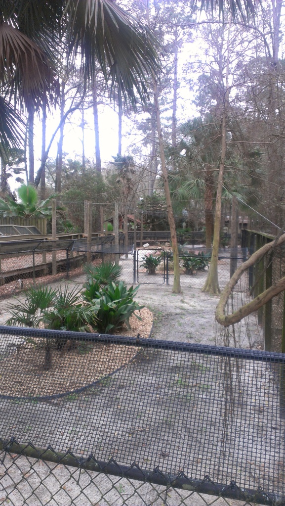 This is one of the options for an exhibit space that our white gators might be moving to. A very tropical looking exhibit!