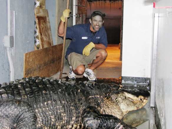 Ric Urban behind the scenes of the Gator Alley exhibit with Mighty Mike.