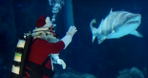 Scuba Santa greets kids while diving in the Surrounded by Sharks exhibit.