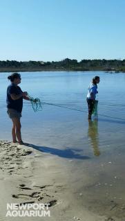 Jen has her feet in the sand, helps gather salt marsh fish at Shackleford Banks.