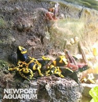 Bumblebee poison dart frogs