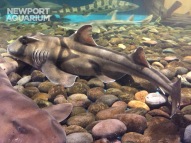 The Port Jackson shark has a unique color pattern with dark, harness-like markings that cover the eyes, back and sides.