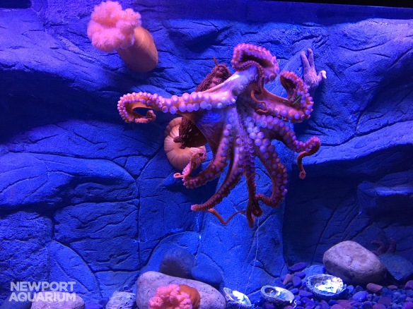 Simon the Giant Pacific Octopus